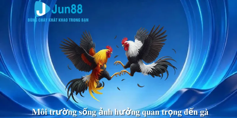 Môi trường sống ảnh hưởng quan trọng đến gà